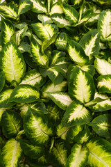 CloseUp of Vibrant Green Dieffenbachia Leaves