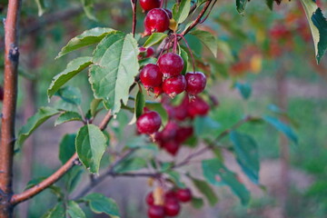 Obraz premium Branches of an apple tree. Big garden, harvest time.