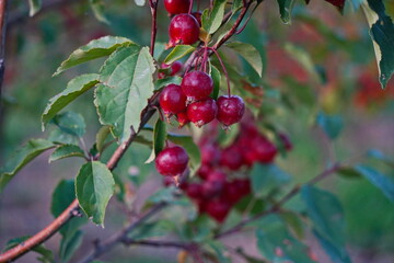 Obraz premium Branches of an apple tree. Big garden, harvest time.