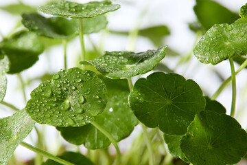 Fresh Centella plants with sparkling dew captured in detail, styled for hydration and purity...