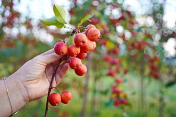Branches of an apple tree. Big garden, harvest time.