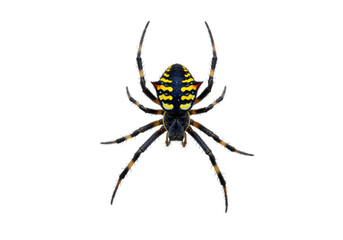 Argiope aurantia spider isolated on transparent background, black and yellow garden spider PNG, venomous arachnid for design elements