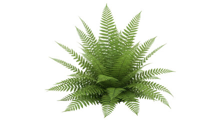 Isolated fern fronds plant, evergreen foliage shrub, botanical decorative element for design