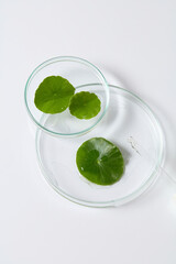 Minimal flat lay with Centella leaves floating inside petri dishes, styled for science laboratory cosmetic raw material presentation. Scene for advertising