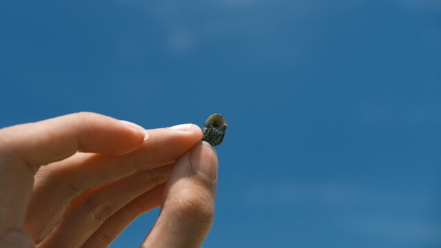 A human hand delicately pinches a small, dark seashell against a clear, vibrant blue sky, highlighting a moment of natural discovery, tranquility, and appreciation for marine beauty under bright sunli