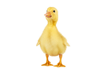 Adorable yellow duckling isolated PNG, cute baby bird standing on its feet for springtime and Easter designs