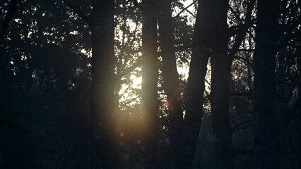 early autumn morning, fog hides the outlines of trees and bushes, blurred background