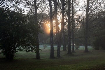 early autumn morning, fog hides the outlines of trees and bushes, blurred background
