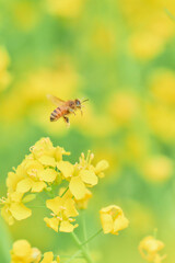 菜の花畑を飛んでいる一匹のセイヨウミツバチ