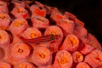 Striped triplefin, Helcogramma striata, on tubastrea coral, Raja Ampat Indonesia.