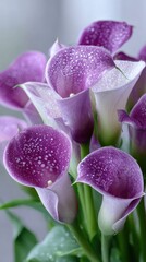 Elegant purple calla lilies with dew drops in full bloom