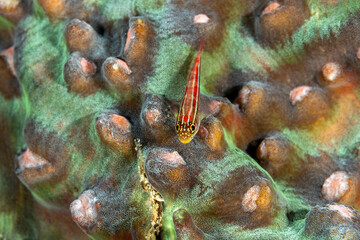 Striped triplefin, Helcogramma striata, on a hard coral, Raja Ampat Indonesia.