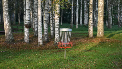 early autumn morning in a birch grove, sun rays illuminate the tree trunks, disc golf baskets...