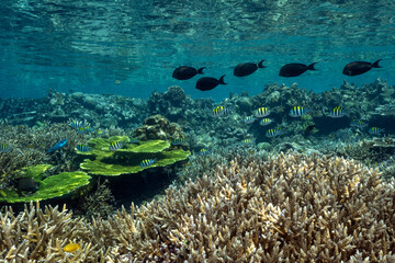 Reef scenic with Acropora corals Raja Ampat Indonesia.