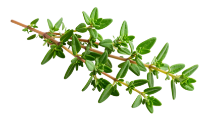 Detailed close up of a green plant with small leaves isolated on transparent background