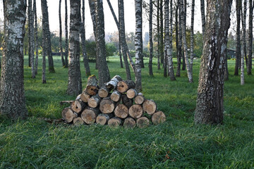 early autumn morning in a birch grove, sun rays illuminate the tree trunks, fog hides the contours...