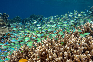 Fototapeta premium Massive shoal of blue damsels, Chromis viridis, feed in strong current howering over Acropora hard corals, Raja Ampat Indonesia.