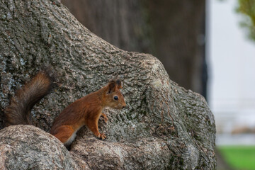 squirrel on a tree