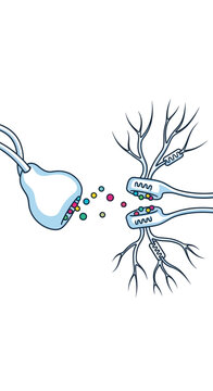 Synapse Neurotransmitter Release and Receptor Binding.