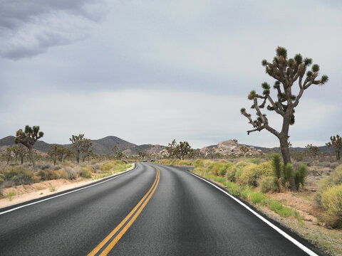 Road through Joshua Tree National Park near Twentynine Palms during a summer season in California, USA