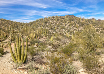 Cactus along a trail in the desert in Organ Pipe Cactus National Monument outside Ajo, Pima County, Arizona