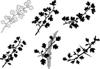 Collection of six black herb branch silhouettes with detailed leaves and stems, botanical plant vector illustration design isolated on white background