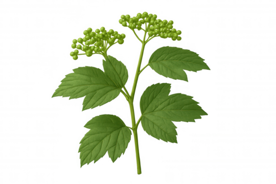 Elderberry plant sprig with unripe green berries and fresh leaves on a transparent background