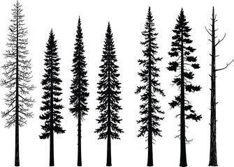 Set of tall pine and fir tree silhouettes with natural forest shapes, black evergreen vector illustration design on white background nature concept