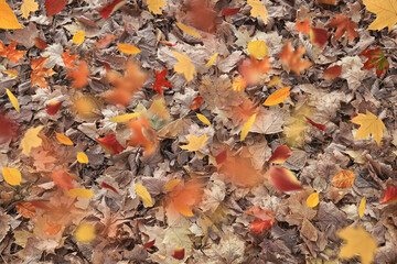 background of fallen autumn leaves, abstract autumn backdrop