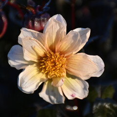 Obraz premium autumn flowers affected by morning frost, foggy and blurred background, soft morning light