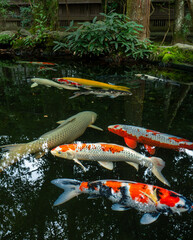 Multiple Nishikigoi (Koi fish) school in a shaded pond, surrounded by deep green trees. The reflection of the forest on the water creates a fantastic atmosphere in this quiet scene.