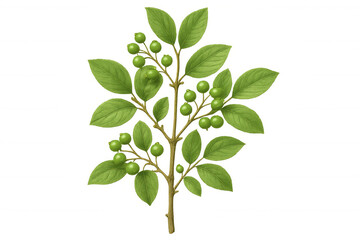 Fototapeta premium Green berries on branch botanical illustration, growing plant with fresh leaves, transparent background