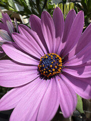 アフリカンデージー・Osteospermum〜紫〜
