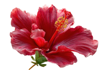 Vibrant red hibiscus flower with prominent yellow stamen, a symbol of tropical beauty