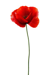 red poppy isolated on white