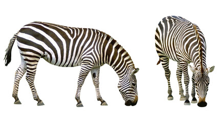 two zebras grazing, wild zebras, African wildlife, striped animals