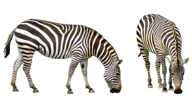 two zebras grazing, wild zebras, African wildlife, striped animals