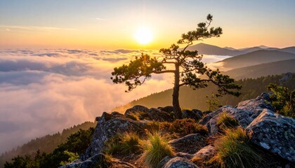 Lone pine tree on a rocky mountain peak above a sea of clouds at sunrise.