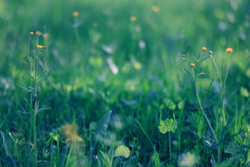 background of fresh green grass, nature in the field
