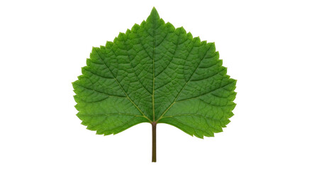 Isolated green leaf of grapevine plant, serrated foliage in front view, detailed surface