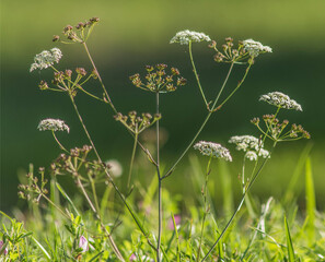 Cerfeuil sauvage printanier à Charchilla, Jura, France