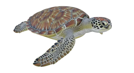 Fototapete Schildkröte Isolated Green Sea Turtle with Scaled Carapace and Flippers in a Natural Looking Pose  © Emma