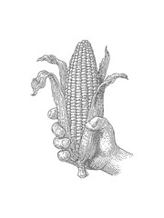 Fototapeta premium Hand holding a fresh ear of corn, vintage style illustration. Vintage rough woodcut engraving linocut style vector illustration.