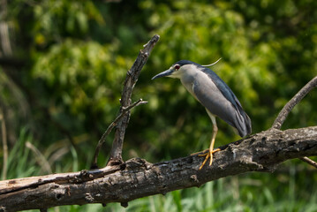 A photo of a jackdaw resting on a piece of a tree