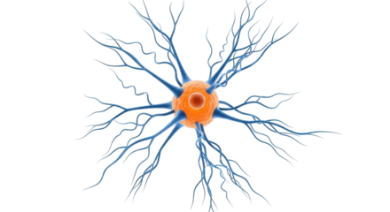 Isolated neuron cell structure with dendrites and axon, nerve cell central nervous system