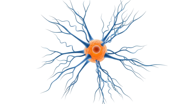 Isolated neuron cell structure with dendrites and axon, nerve cell central nervous system