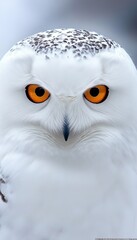 Obraz premium A Striking Portrait of a Snowy Owl with Intense Gaze and Majestic Plumage in Natural Light