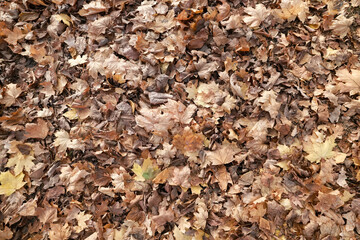 background is fallen autumn leaves, the seasonal backdrop of October fall