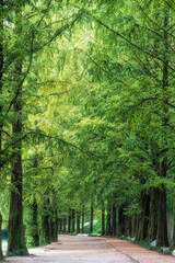 Damyang Metasequoia Road