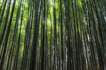 Juknokwon Bamboo Garden